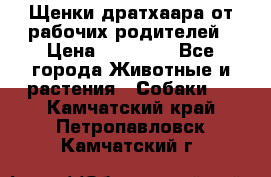 Щенки дратхаара от рабочих родителей › Цена ­ 22 000 - Все города Животные и растения » Собаки   . Камчатский край,Петропавловск-Камчатский г.